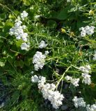 Achillea biserrata