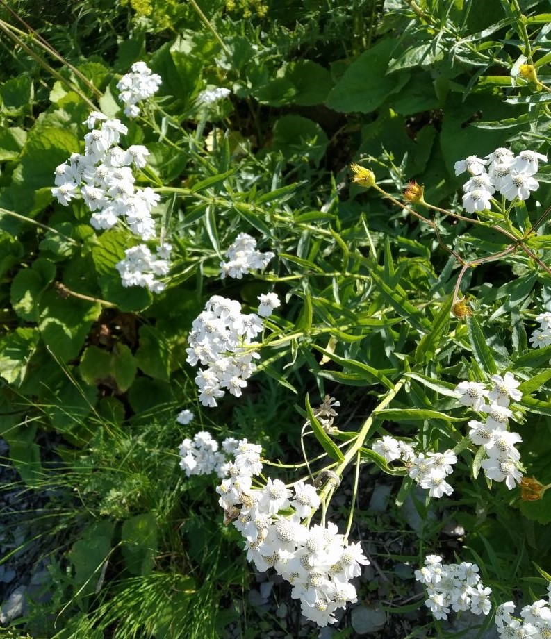 Image of Achillea biserrata specimen.