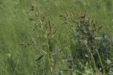 Rumex gmelinii. Соцветия. Сахалинская обл., Охинский р-н, окр. г. Оха, залив Уркт, заболоченный приморский луг. 23.07.2017.