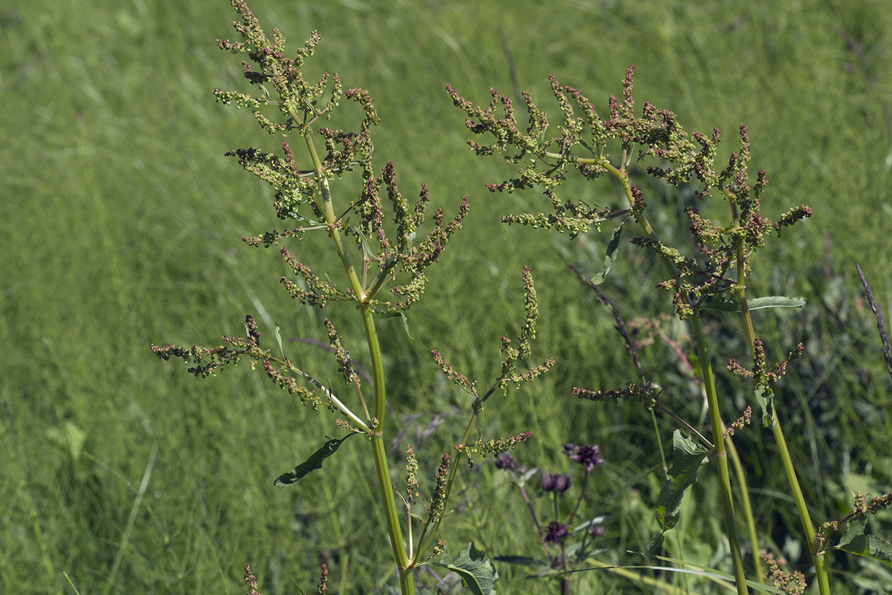 Изображение особи Rumex gmelinii.