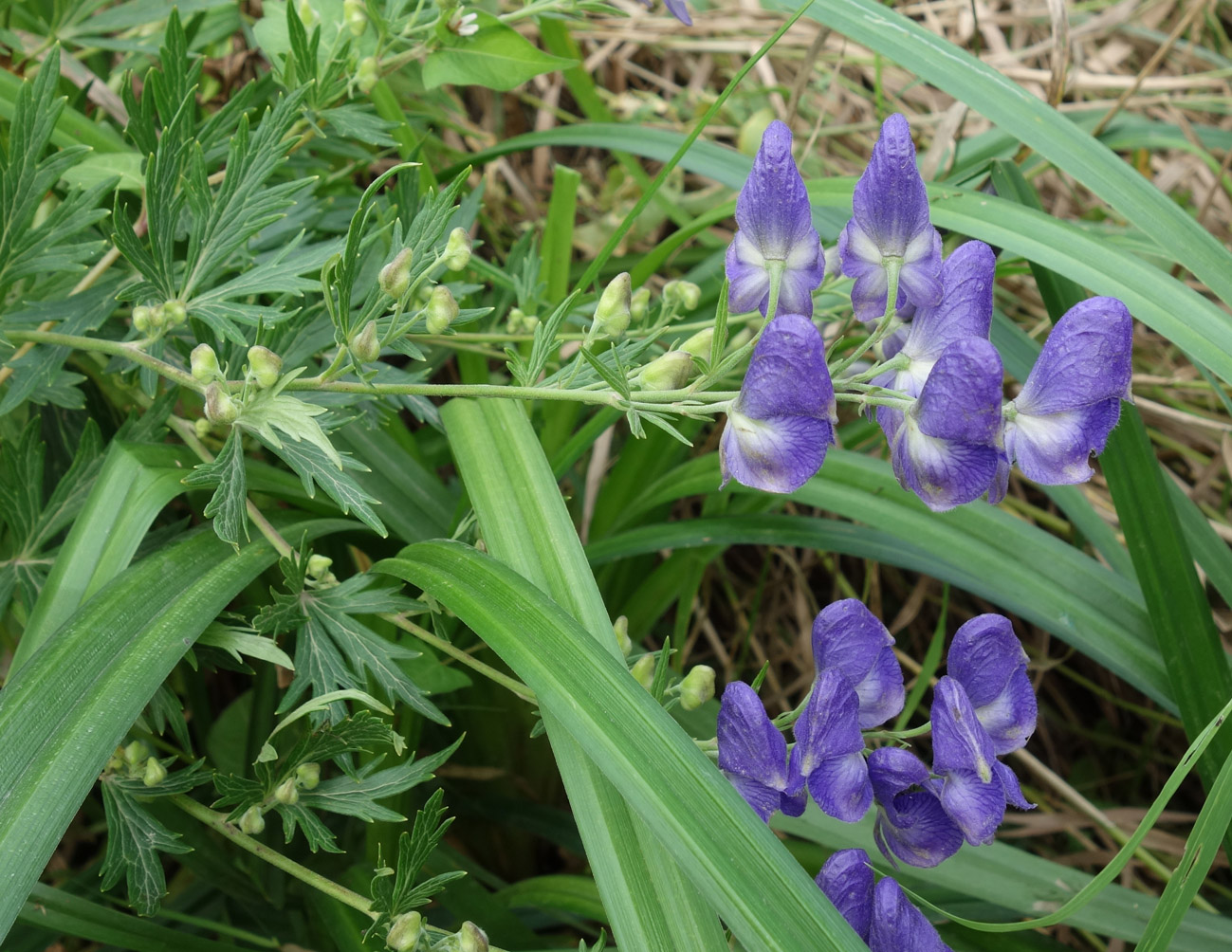 Изображение особи род Aconitum.