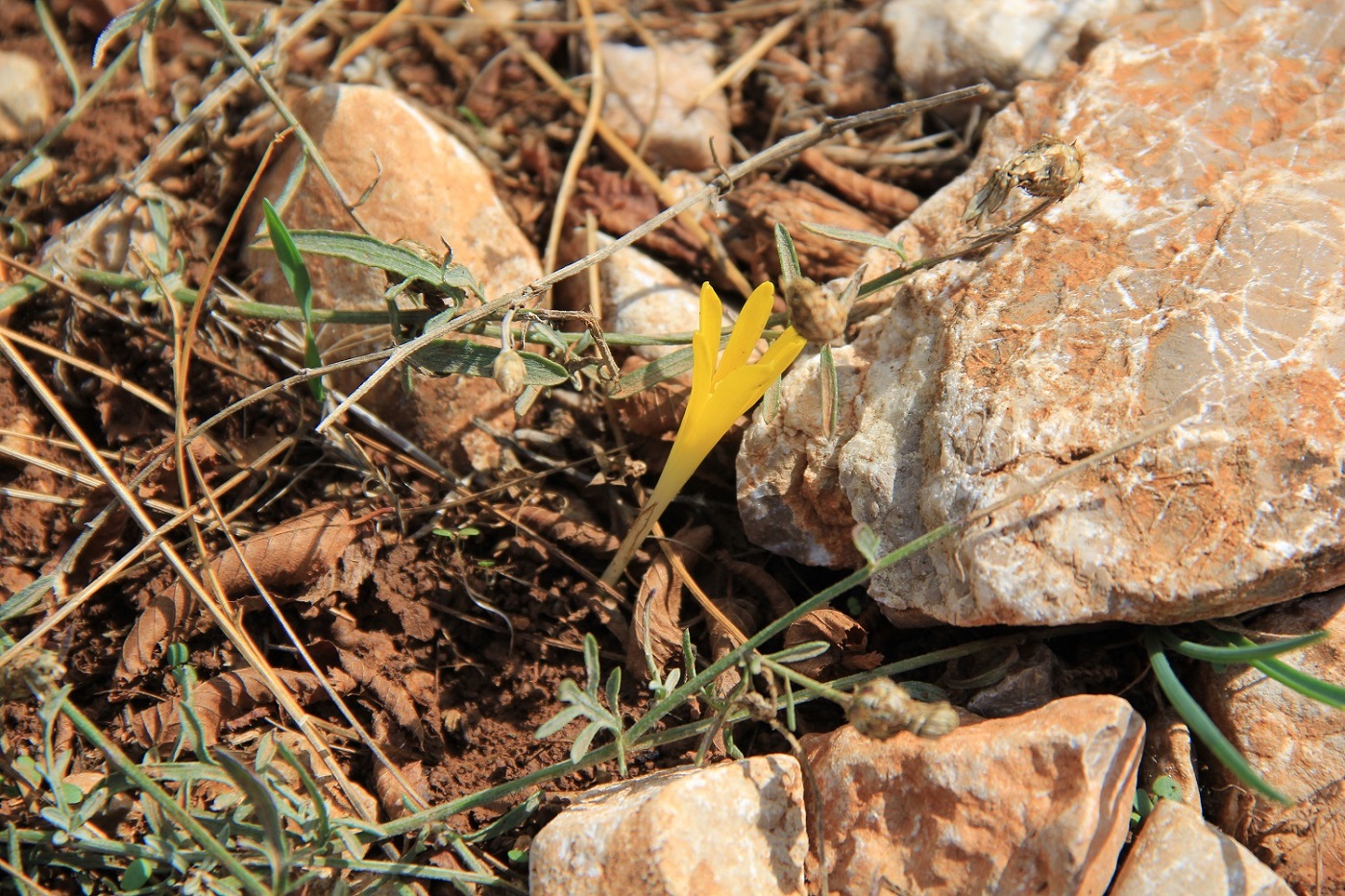 Image of Sternbergia colchiciflora specimen.