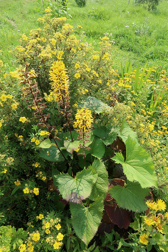 Изображение особи Ligularia stenocephala.