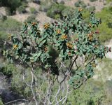 Euphorbia lemesiana