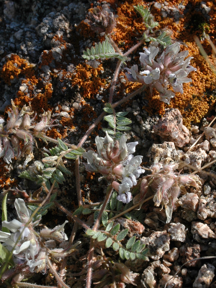 Image of Oxytropis brachycarpa specimen.