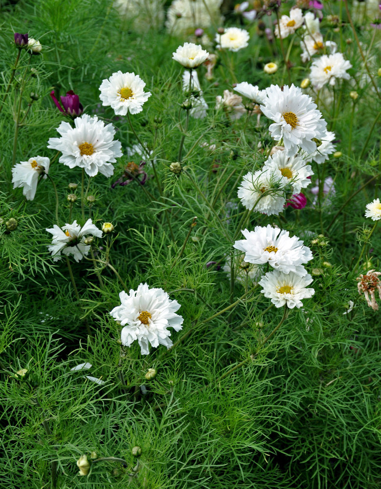 Изображение особи Cosmos bipinnatus.