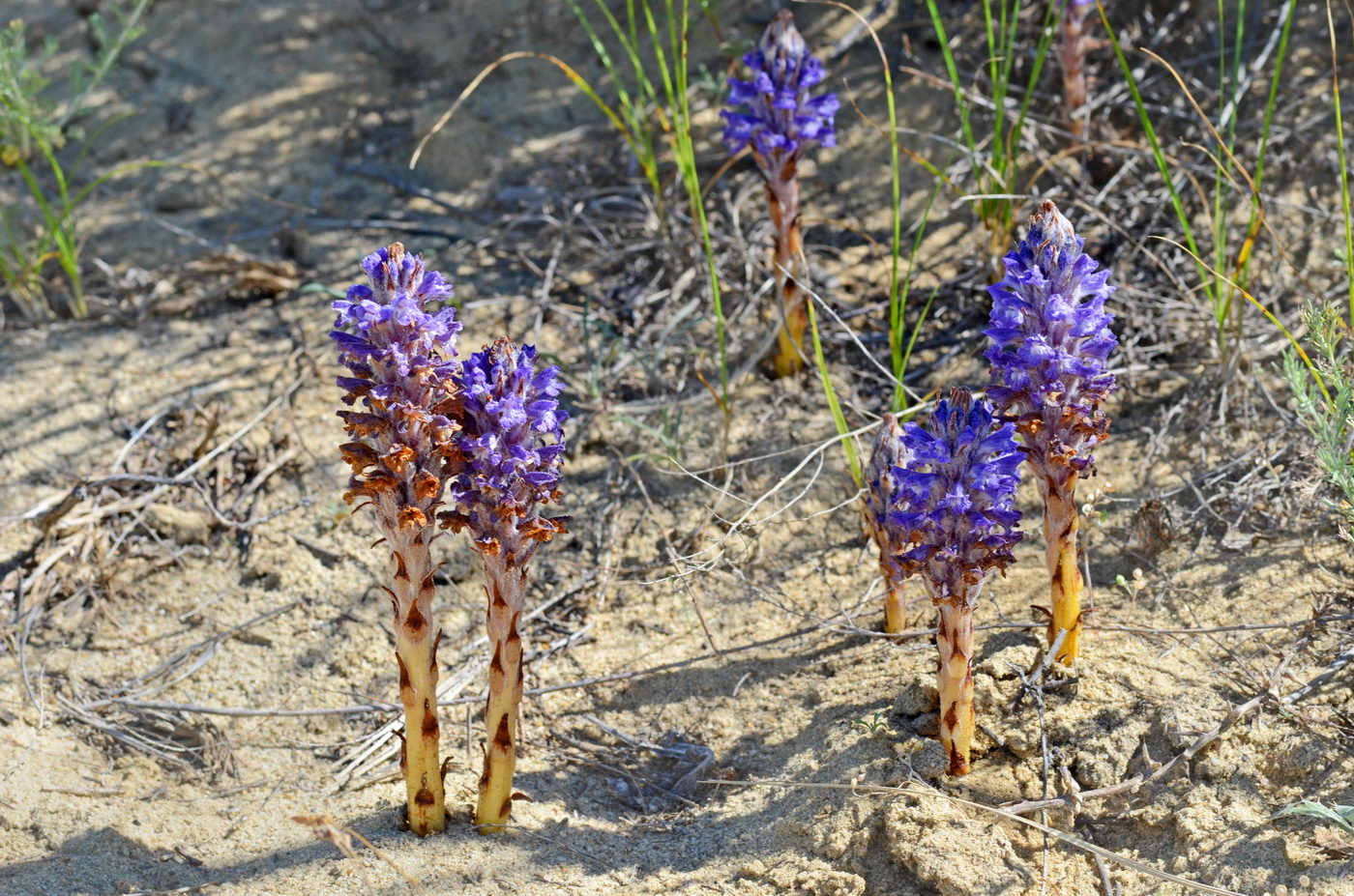 Image of Orobanche coerulescens specimen.