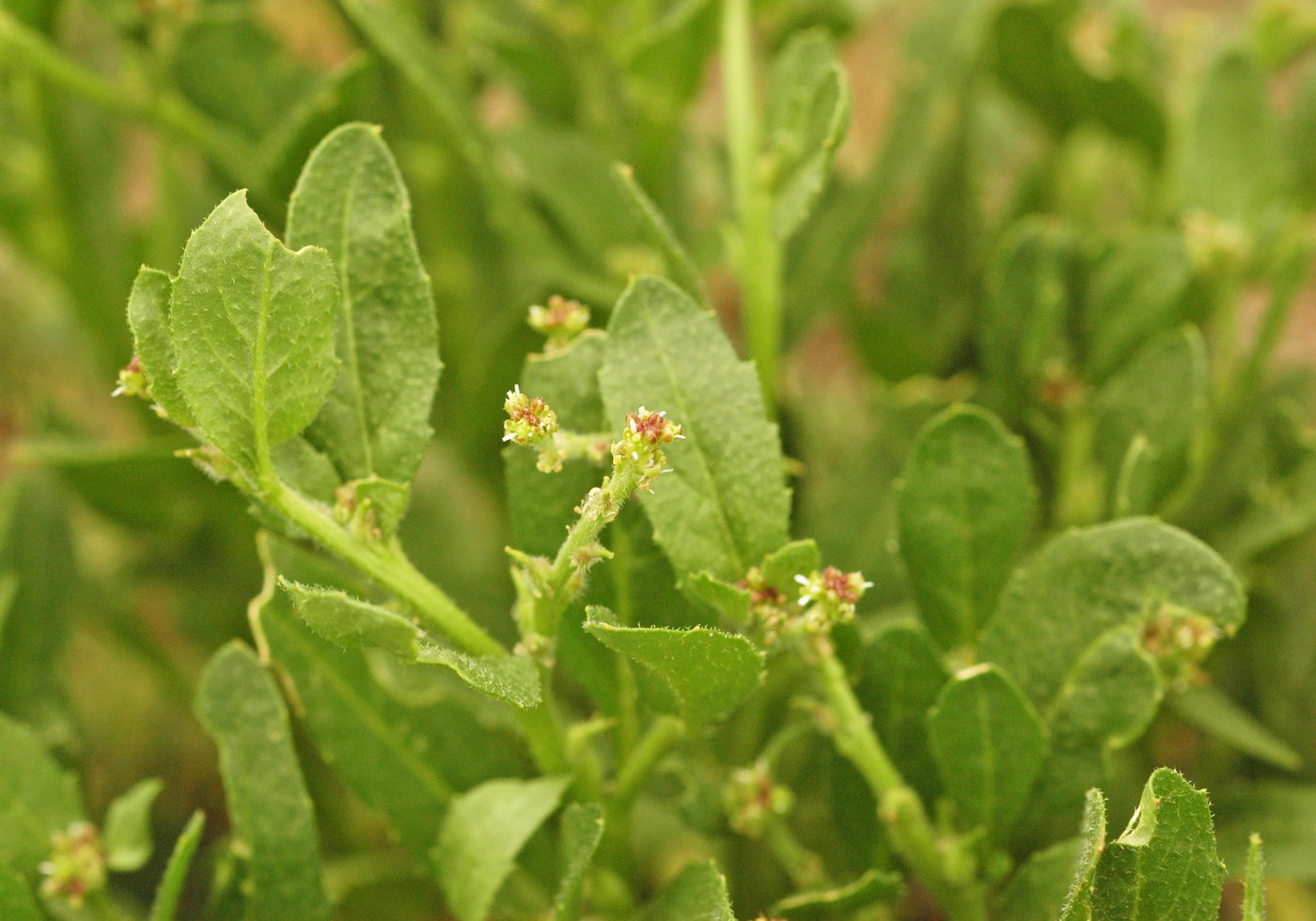 Изображение особи Euclidium syriacum.