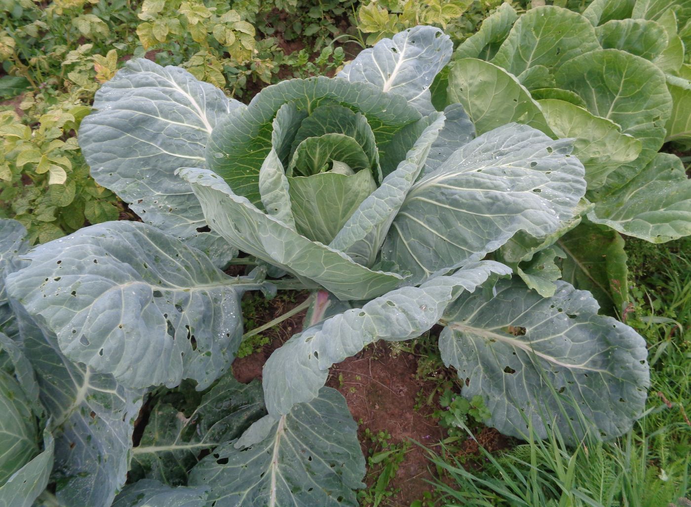 Изображение особи Brassica oleracea var. capitata.