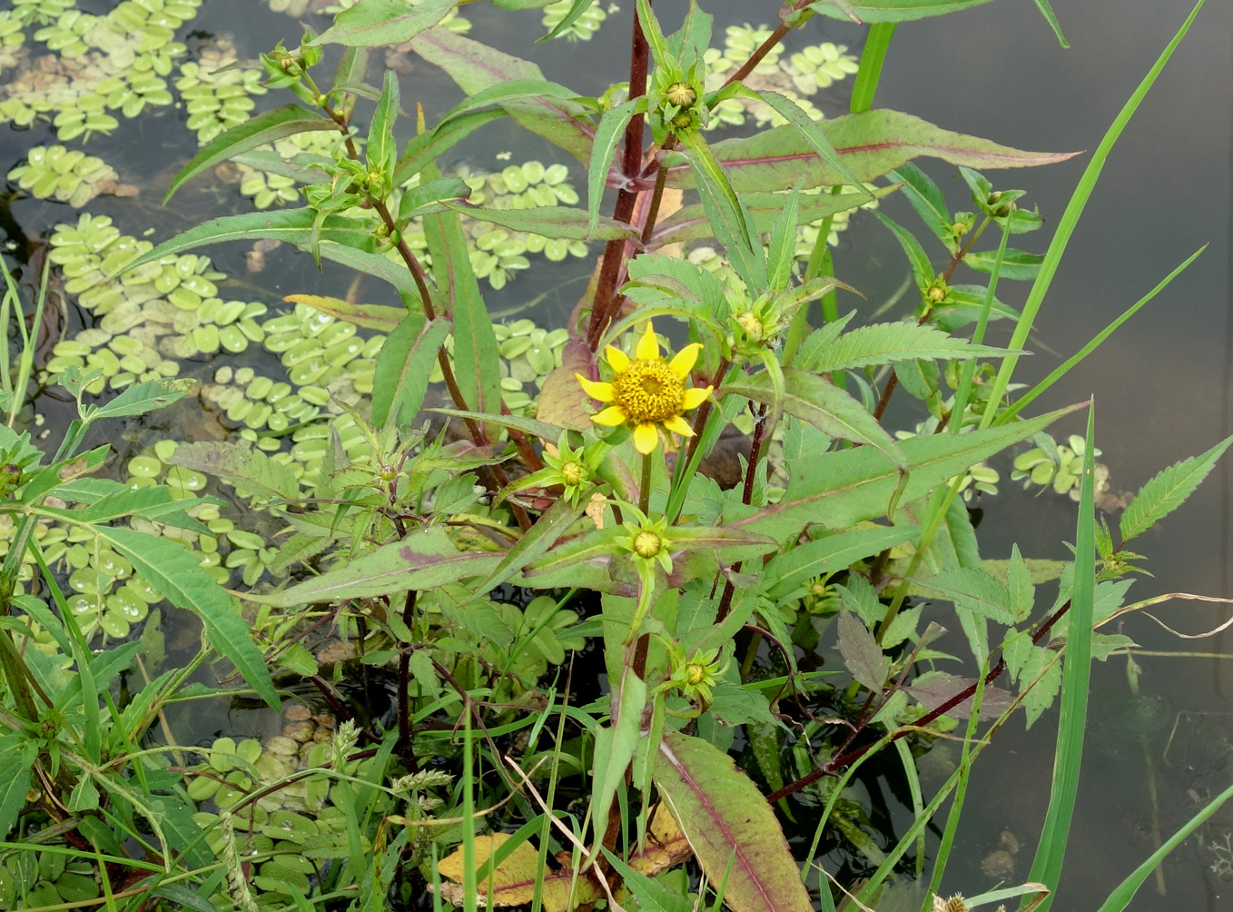 Изображение особи Bidens cernua var. radiata.