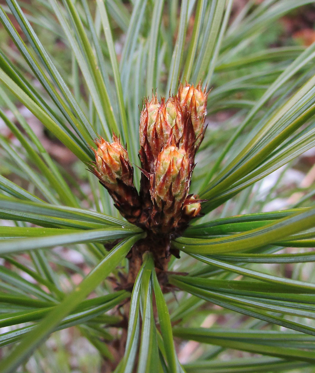 Изображение особи Pinus koraiensis.