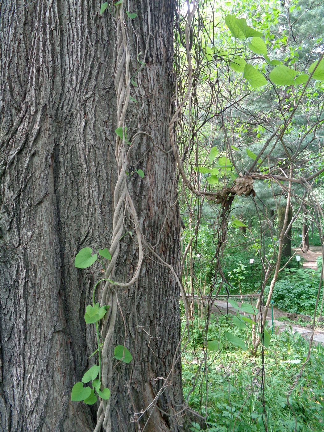 Image of Aristolochia macrophylla specimen.