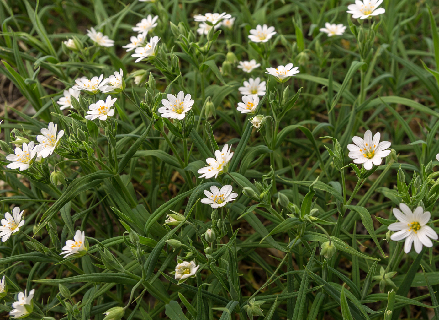 Image of Stellaria holostea specimen.