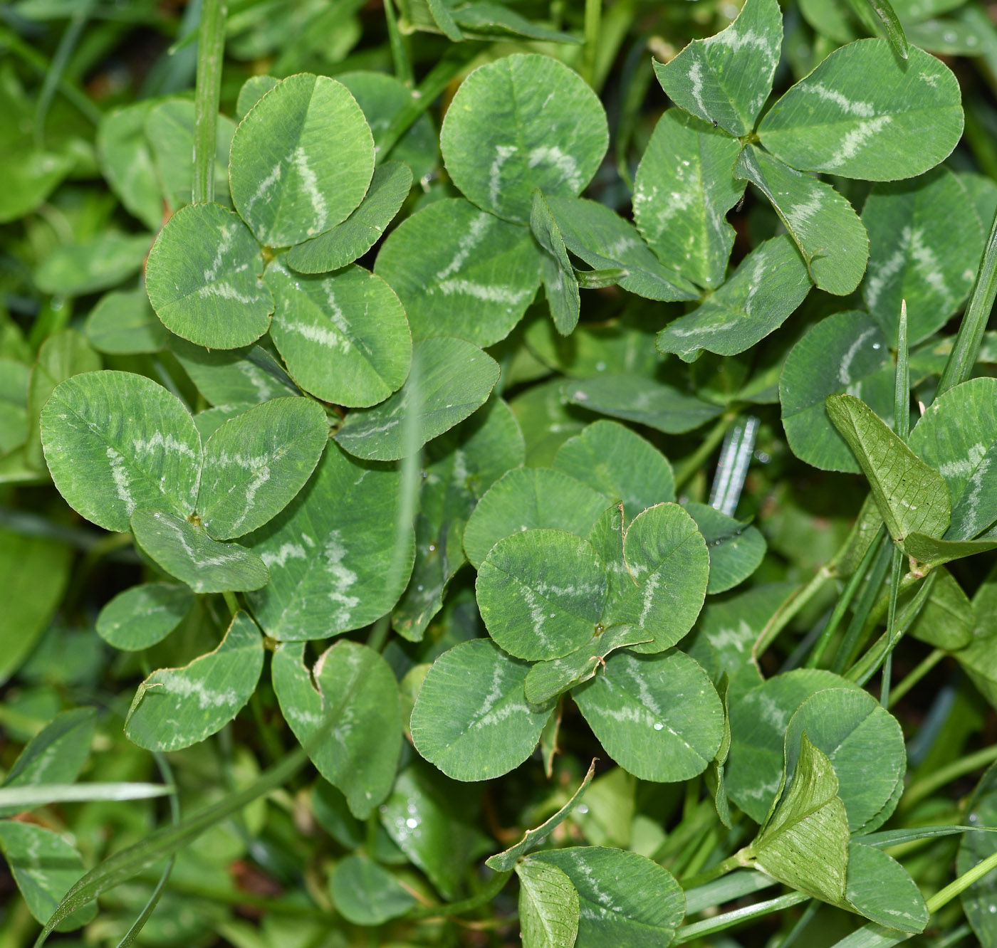 Image of Trifolium amabile specimen.
