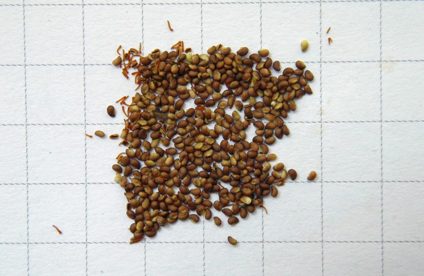 Image of Potentilla caucasica specimen.