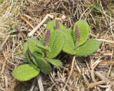 Salix reticulata