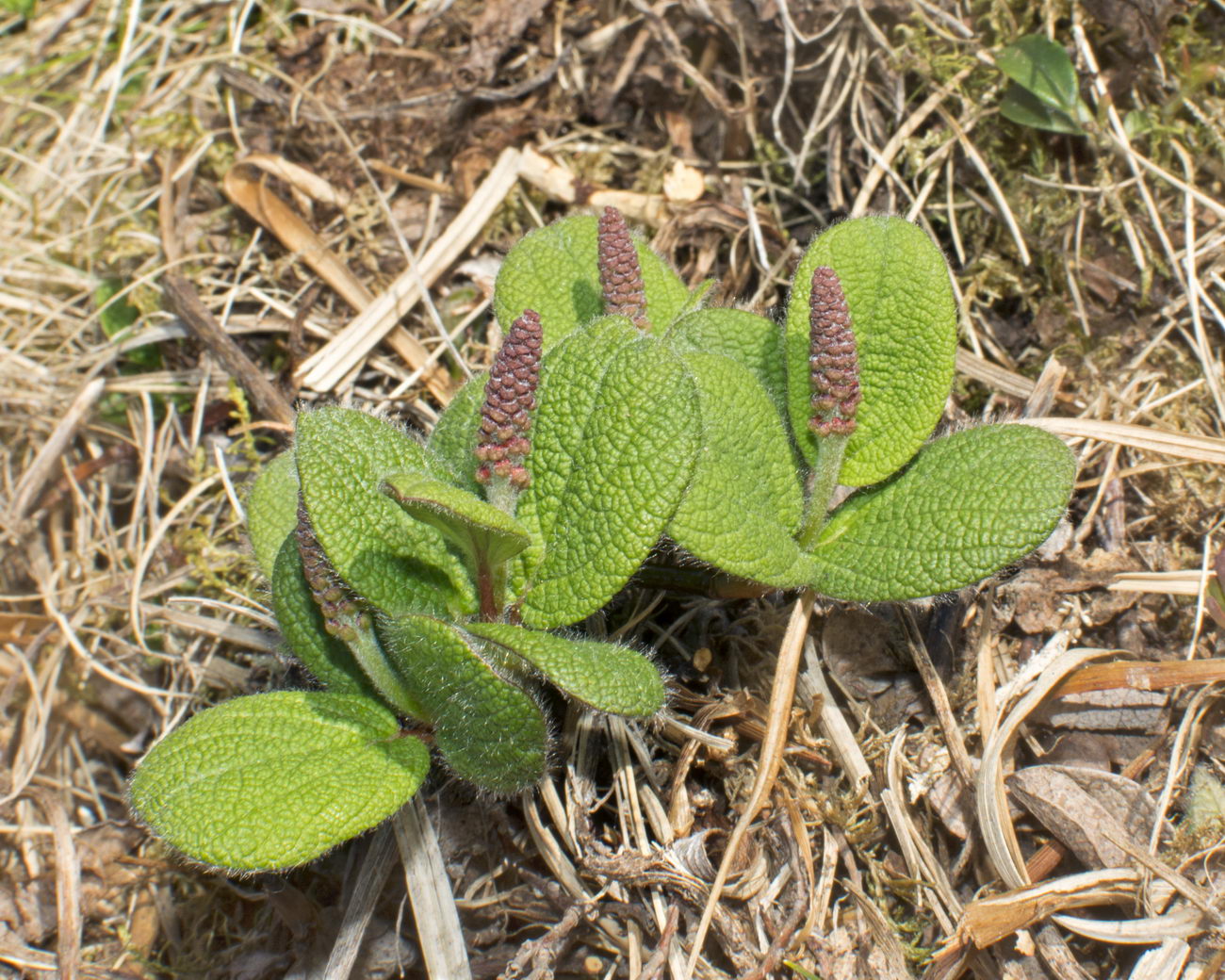 Image of Salix reticulata specimen.