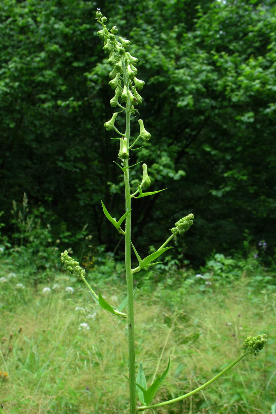 Изображение особи Aconitum lasiostomum.