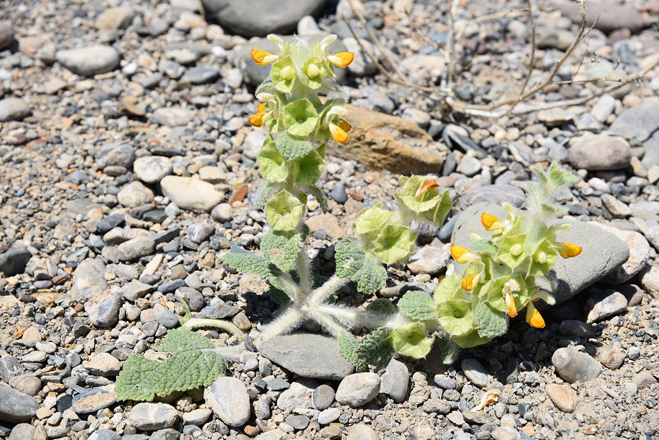 Image of Eremostachys isochila specimen.