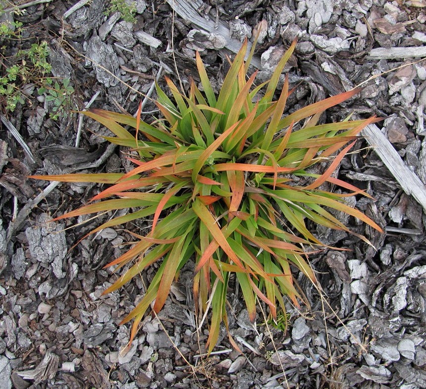 Image of Luzula pilosa specimen.