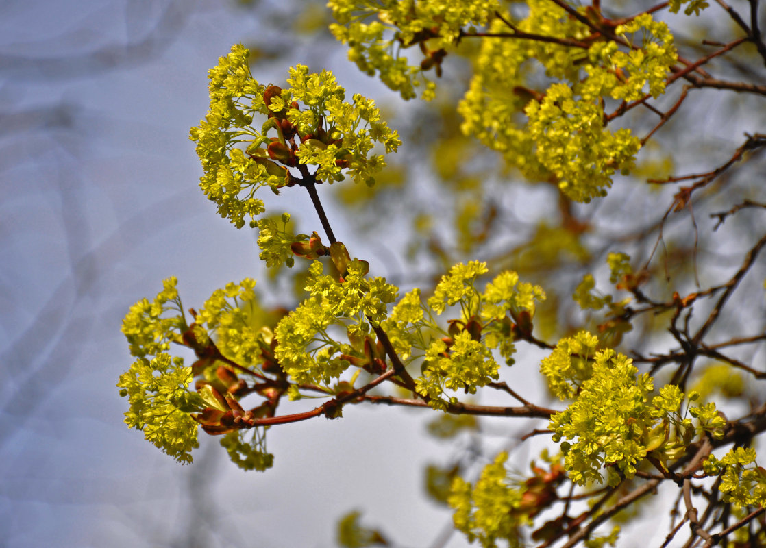 Image of Acer platanoides specimen.