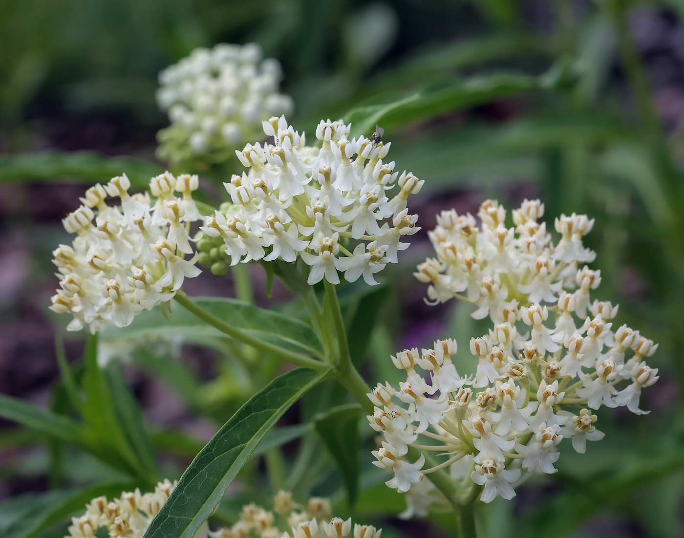 Изображение особи Asclepias incarnata.