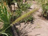 genus Pennisetum. Колос. Украина, г. Запорожье, озеленение двора многоэтажного дома. 03.08.2020.