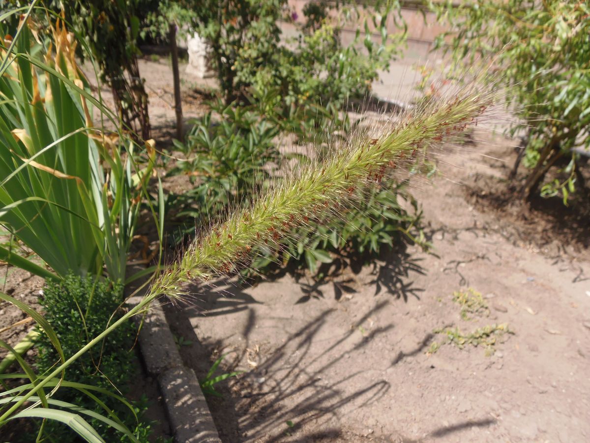 Image of genus Pennisetum specimen.