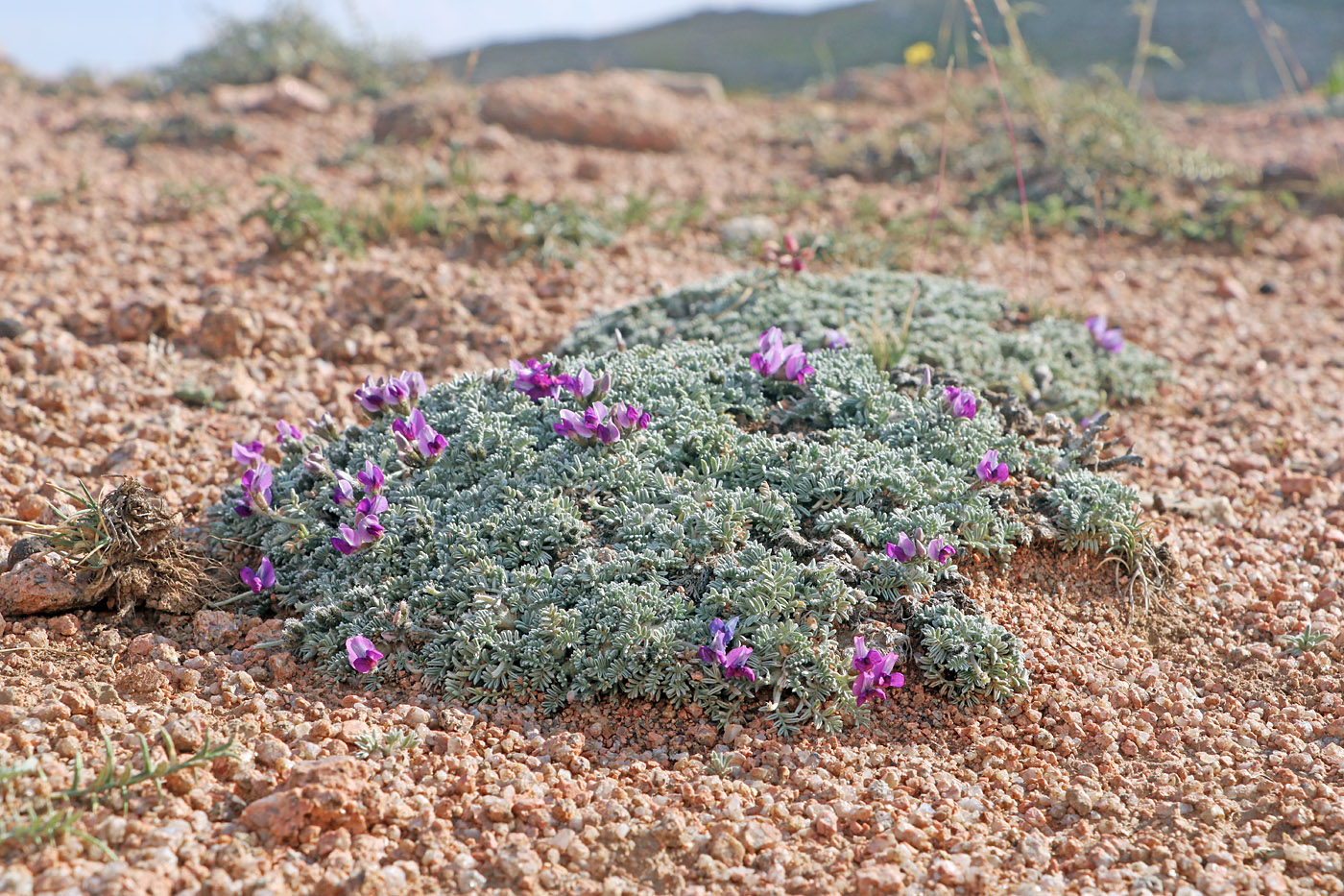 Изображение особи Oxytropis leucocyanea.