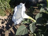 Datura innoxia