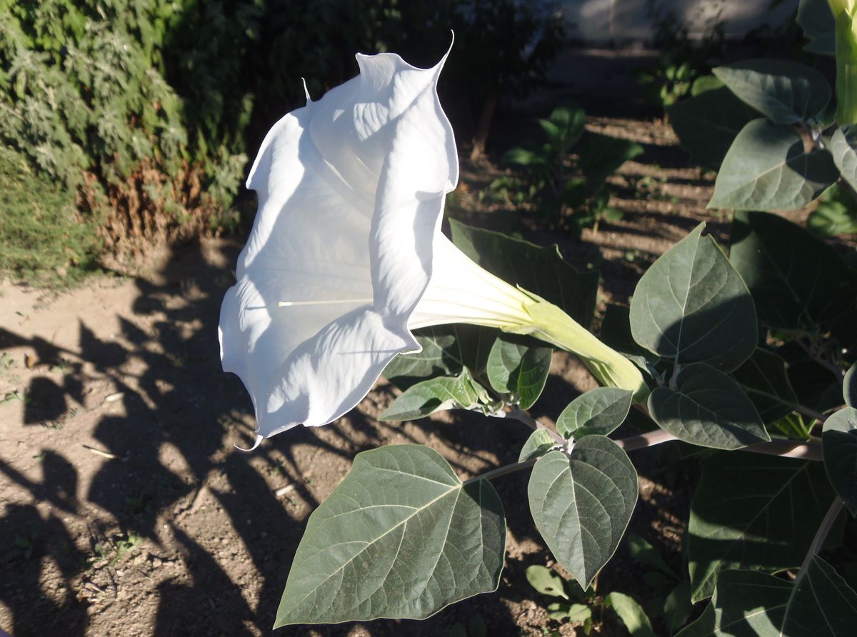 Image of Datura innoxia specimen.