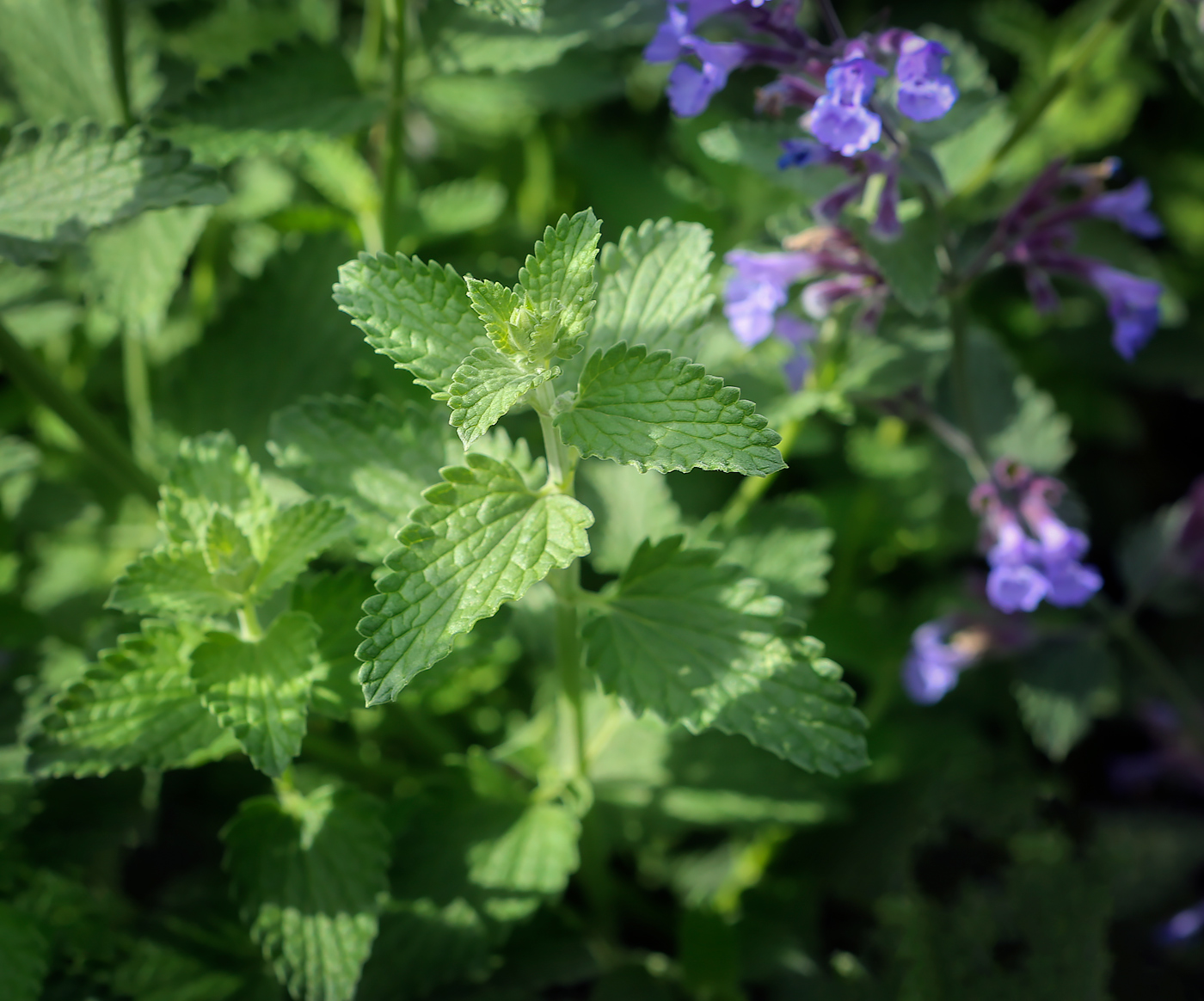 Изображение особи Nepeta &times; faassenii.