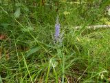 Veronica longifolia. Верхняя часть изогнутого побега с соцветием. Тверская обл., Кимрский р-н, окр. дер. Воронцово, светлый берёзово-еловый лес. 25.07.2020.