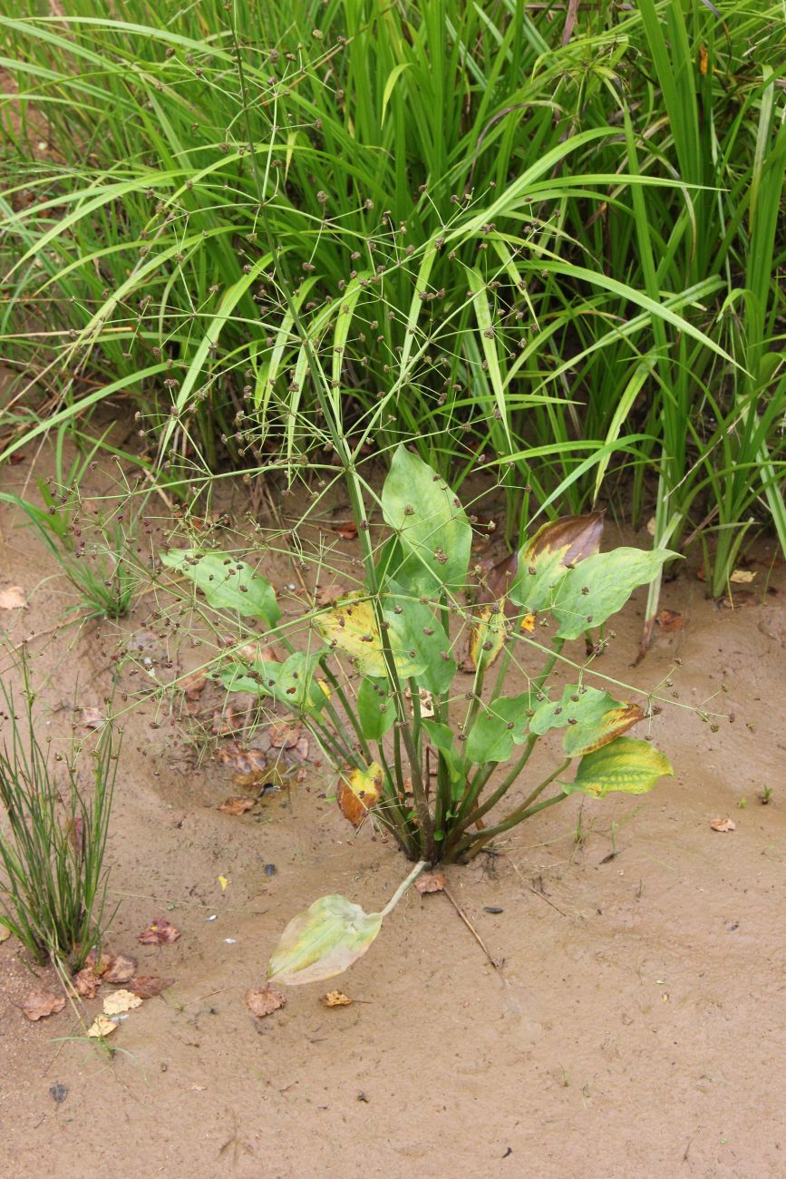 Image of Alisma plantago-aquatica specimen.