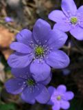 Hepatica nobilis. Цветки. Новгородская обл., Окуловский р-н, бывшая усадьба \"Матвейково\". 05.05.2009.