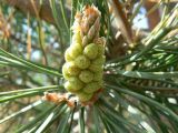 Pinus sylvestris. Мужские стробилы. Хабаровский край, Хабаровский р-н, Большой Уссурийский остров, в культуре. 17.05.2020.