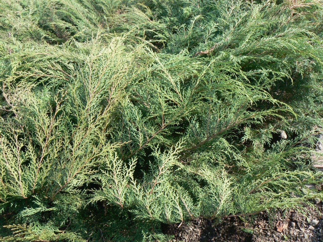 Image of Microbiota decussata specimen.