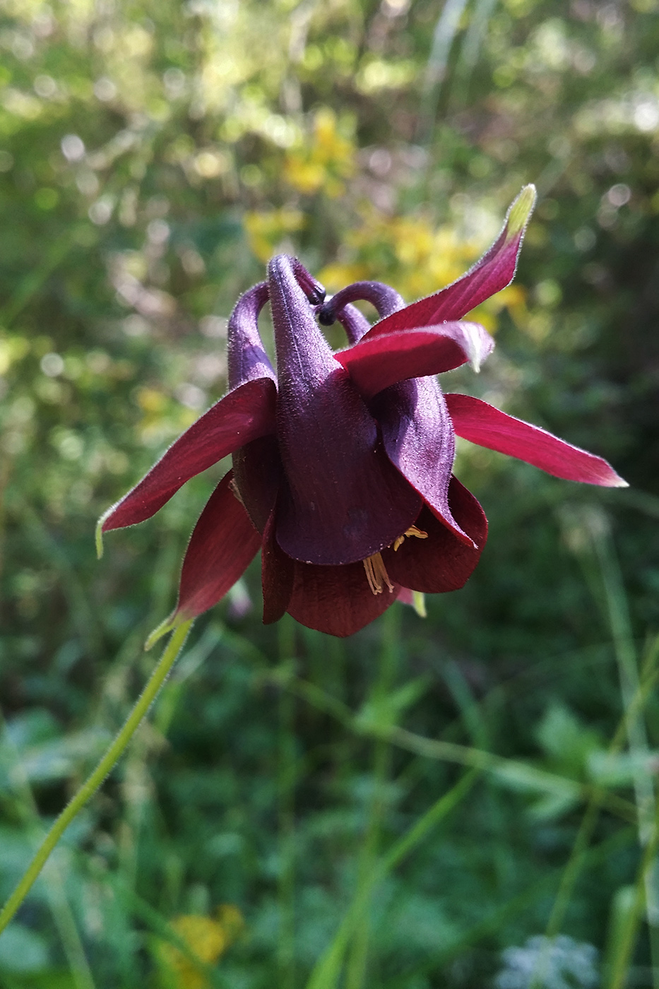 Изображение особи Aquilegia atrovinosa.