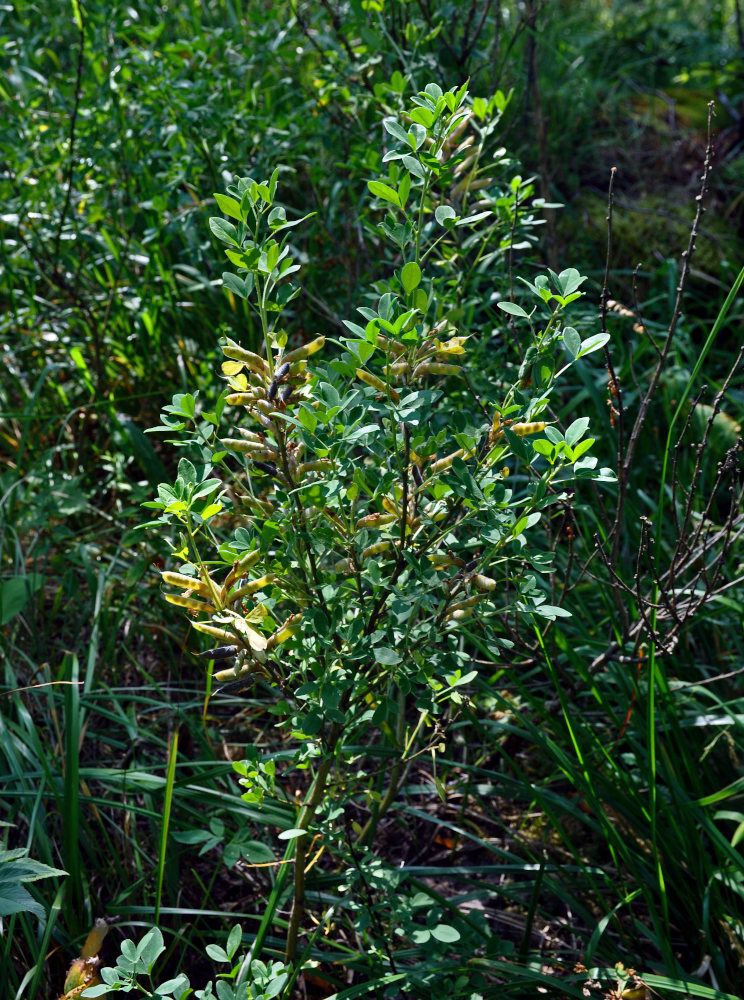 Изображение особи Chamaecytisus ruthenicus.