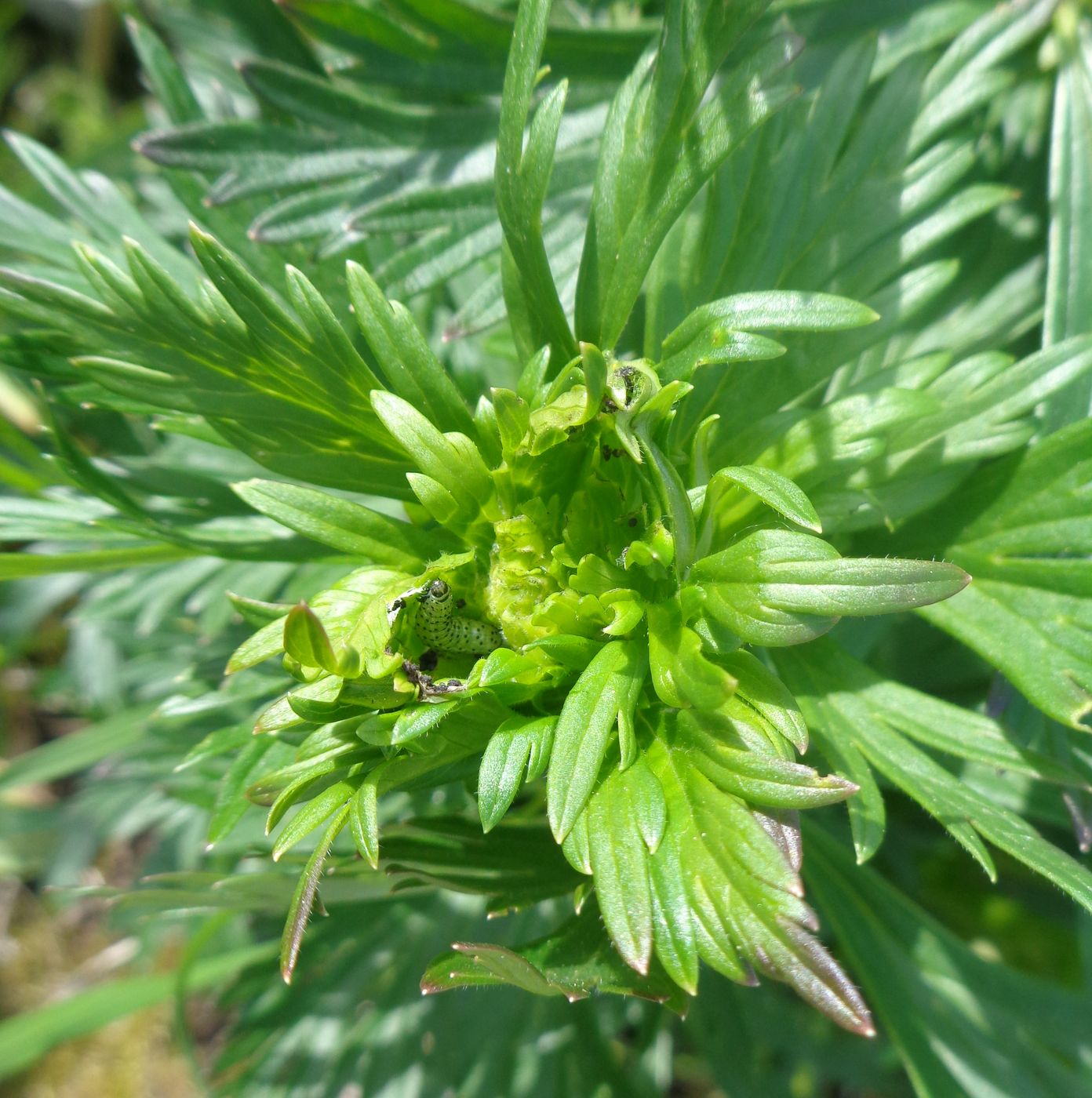 Image of Aconitum × stoerkianum specimen.