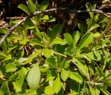 Antennaria dioica