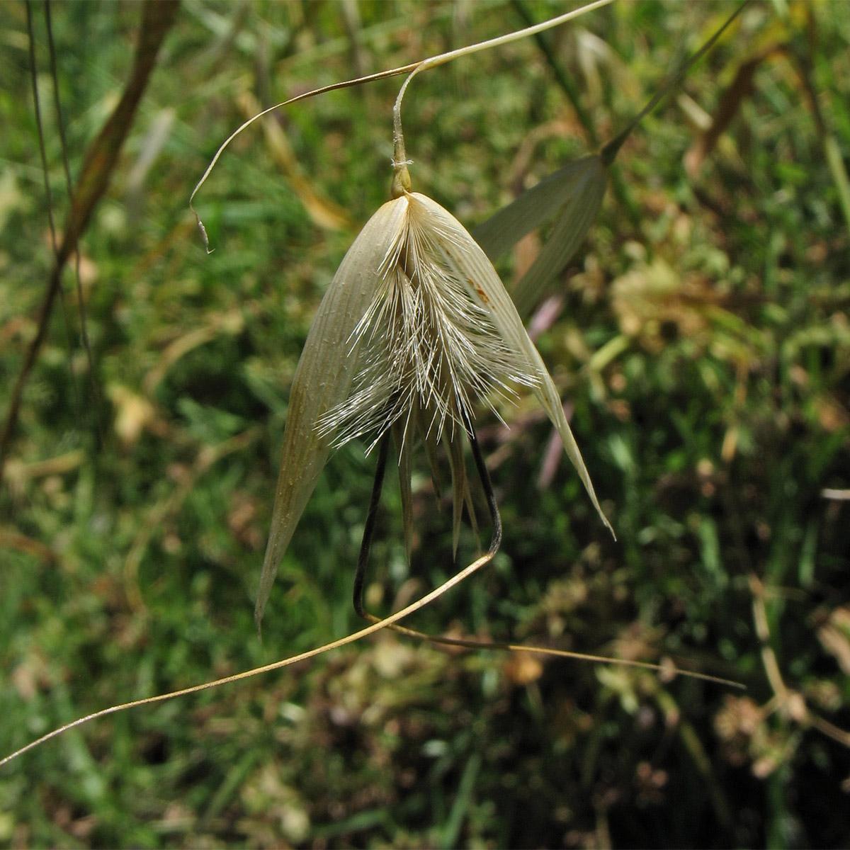 Изображение особи Avena trichophylla.