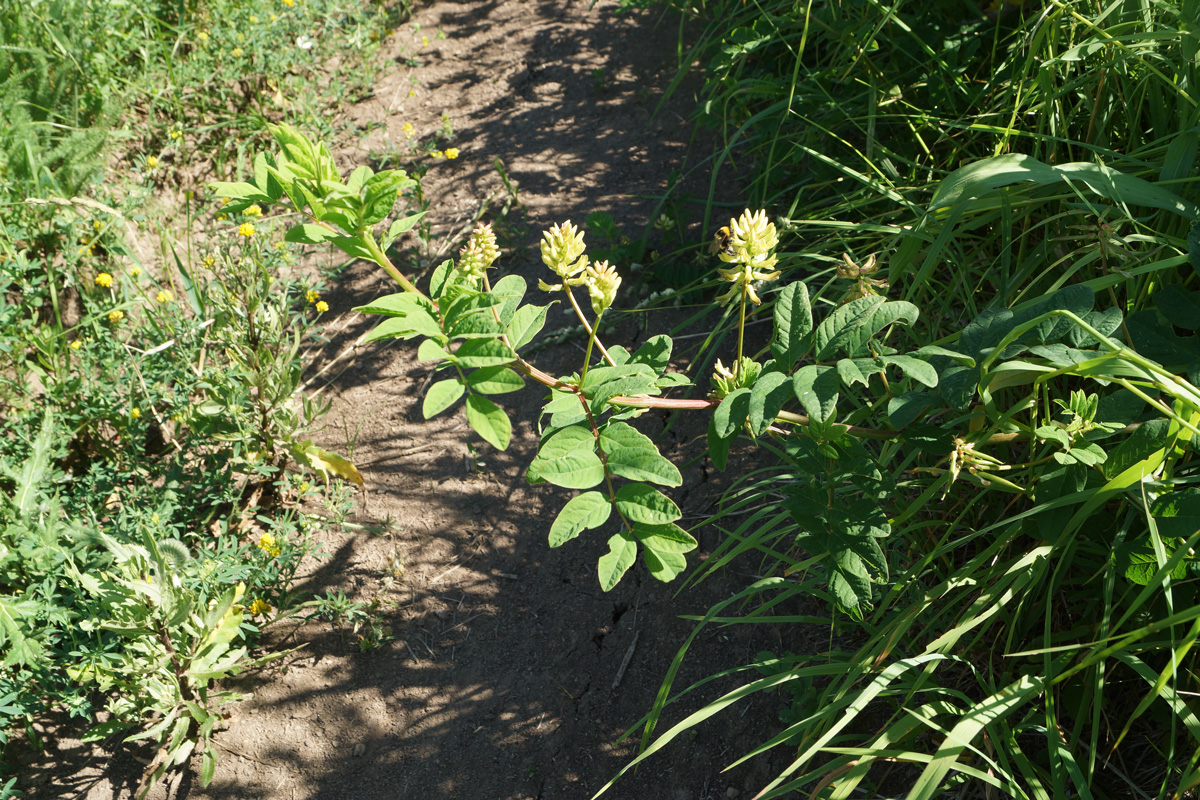 Image of Astragalus glycyphyllos specimen.