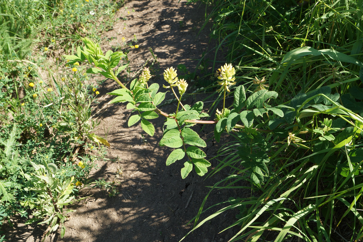 Изображение особи Astragalus glycyphyllos.