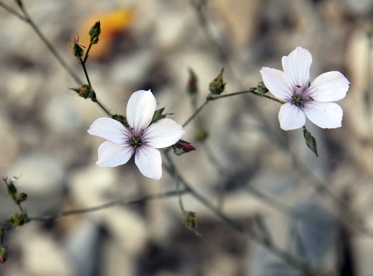 Image of Linum tenuifolium specimen.