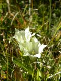 Gentiana algida