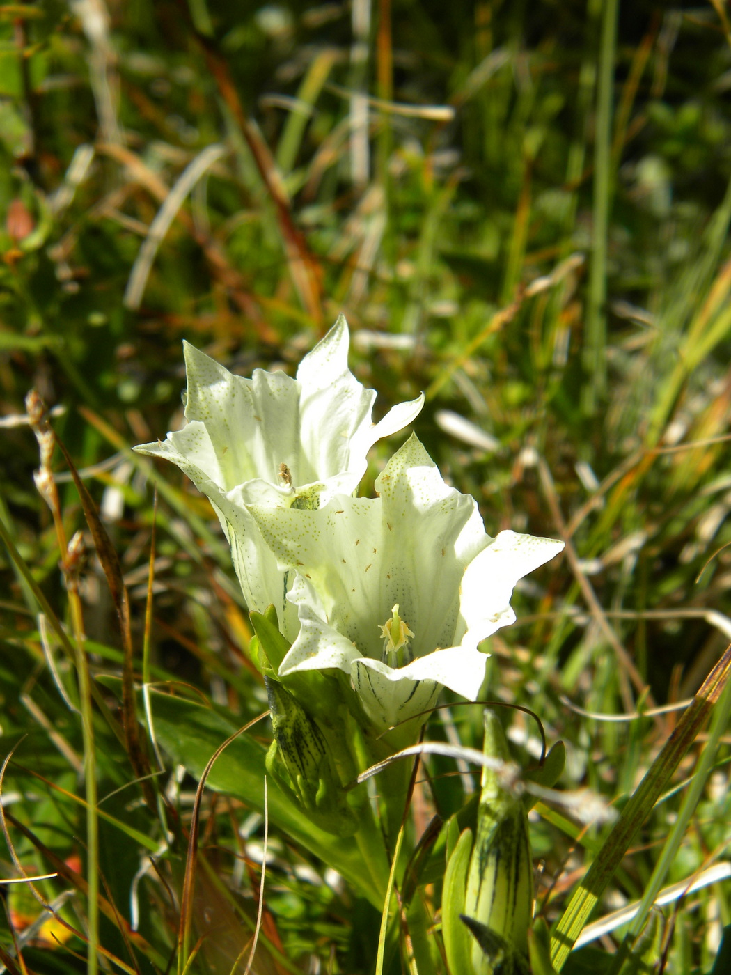 Изображение особи Gentiana algida.