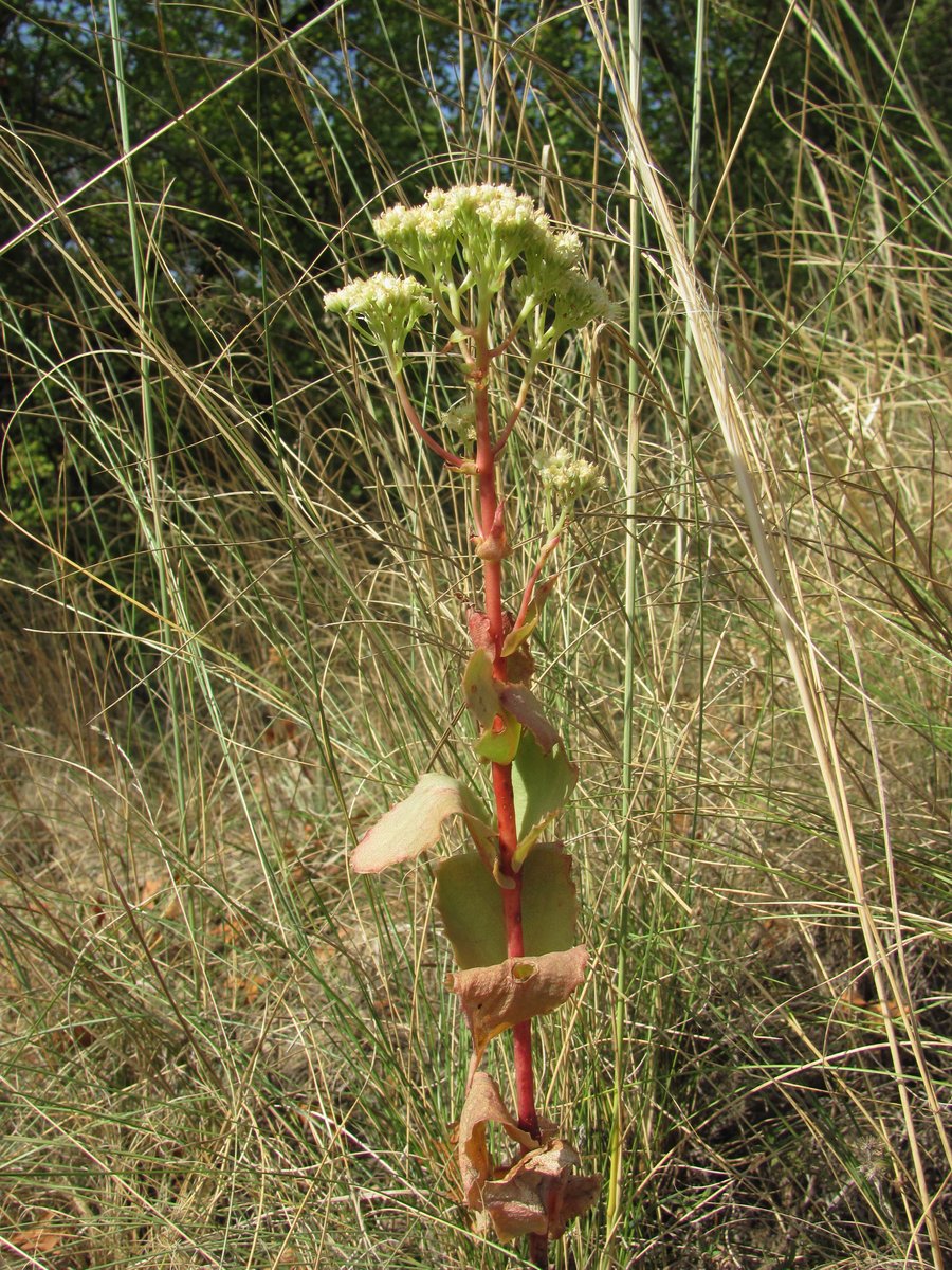 Изображение особи Hylotelephium caucasicum.