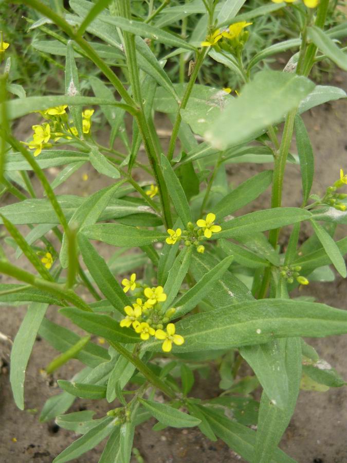 Image of Erysimum cheiranthoides specimen.