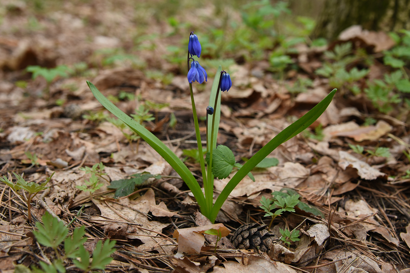 Image of Scilla siberica specimen.